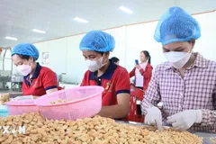 Chế biến hạt điều. (Nguồn: TTXVN) 