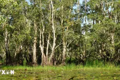 Nỗ lực 'hồi sinh' Vườn Quốc gia Tràm Chim