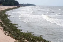 Bãi biển Hồ Tràm tràn ngập lục bình và rác thải