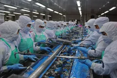 Chế biến tôm xuất khẩu tại một nhà máy thuỷ sản trên địa bàn phường Lý Văn Lâm