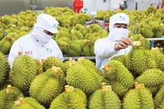 Xuất khẩu rau quả đạt 3,65 tỷ USD