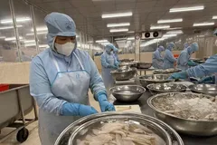 Chế biến sản phẩm cá đục xuất sang thị trường Nhật Bản tại Công ty TNHH Tứ Hải, phường Phước Thắng. (Ảnh: Hoàng Nhị/TTXVN)