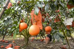 Đặc sản 'tiến vua' bưởi đỏ Luận Văn vào vụ tết