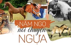 Năm Ngọ nói chuyện ngựa