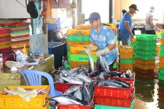 Incomap, Cat Lo ports tighten control to combat IUU fishing