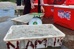 Nhộn nhịp mùa cá cơm bún 