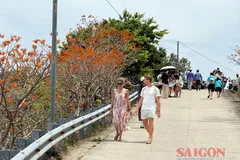 Hoa ngô đồng đỏ trên đảo Cù Lao Chàm vào mùa nở rộ