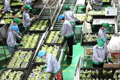 Dây chuyền phân loại, đóng gói chuối xuất khẩu tại khu liên hợp Snuol (tỉnh Kratie, Campuchia)