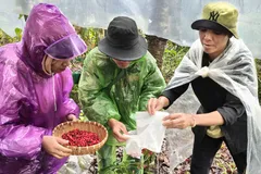 Đồng bào Xơ Đăng tất bật thu hoạch hạt sâm Ngọc Linh