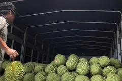 Ách tắc khâu kiểm nghiệm, giá sầu riêng chạm đáy 