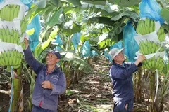 TPHCM: Trồng chuối xuất khẩu mang lại hiệu quả kinh tế cao