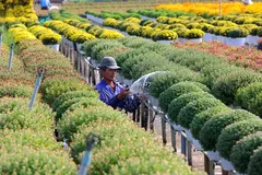 Sôi động không khí lễ hội Festival tại các làng hoa Sa Đéc