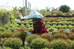 Đồng Tháp vào cuộc 'giải cứu' cúc mâm xôi nở sớm