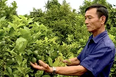 Nỗ lực đưa chanh Cao Lãnh xuất khẩu