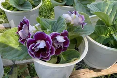 Hoa kiểng độc lạ 'cháy hàng' dịp Tết