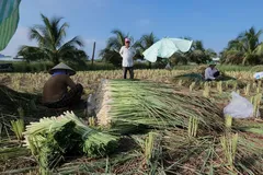 Rau màu ở Đồng Tháp tươi xanh trong mùa hạn mặn