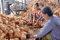 Khai thác phụ phẩm dừa, hướng làm giàu cho nông dân Đồng Tháp
