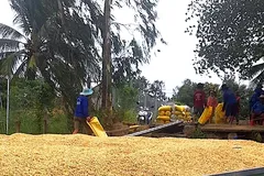 Nông dân Đồng Tháp thu hoạch lúa bán cho thương lái