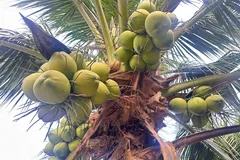 Giá dừa tươi tại ĐBSCL tăng chưa từng có