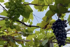 Đồng Tháp: Miễn phí tham quan vườn nho Ninh Thuận 