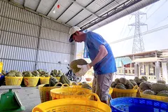Điểm thu mua sầu riêng phục vụ xuất khẩu tại xã Cái Bè, tỉnh Đồng Tháp