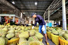 Siết quy trình canh tác, 'giải cứu' sầu riêng Đồng Tháp