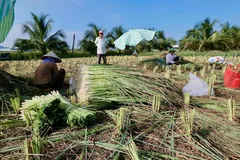 Cây sả vùng hạn mặn Đồng Tháp vươn tầm nhờ công nghệ