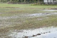 Đồng Tháp khẩn trương khắc phục thiệt hại trên rau màu