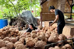 Đồng Tháp: Phát triển vùng dừa VietGAP lấy dầu, mở hướng xuất khẩu bền vững