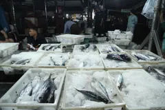 Những mẻ cá tươi rói được phân loại trước khi bán