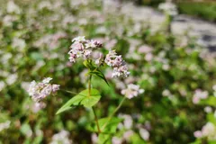 Lễ hội hoa tam giác mạch 2026 kéo dài hết tháng 12
