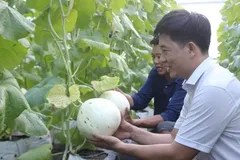 Farmers in Phu Giao Commune, Ho Chi Minh City cultivate high-tech melons for export. (Photo: SGGP)