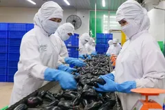 Workers at CODECO Food and Agricultural Products Import-Export Joint Stock Company are processing agricultural products. (Photo: SGGP)