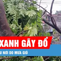 Podcast bản tin trưa 10-5: Cây xanh gãy đổ, ngập nhiều nơi do mưa gió