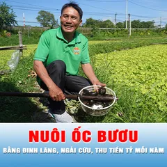Podcast tin thời sự ngày 26-10: Thu tiền tỷ mỗi năm từ nuôi ốc bươu bằng thảo dược
