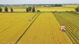 Gỡ "nút thắt" tích tụ đất đai cho sản xuất nông nghiệp