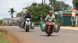 Ngược xuôi gom bơ mùa thu hoạch