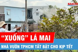 Nhà vườn TPHCM tất bật xuống lá mai cho kịp tết