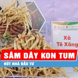 Sâm dây Kon Tum hút nhà đầu tư