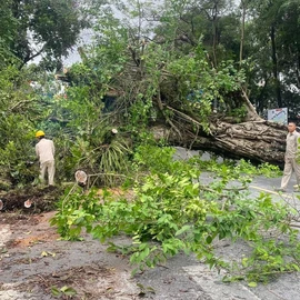 Podcast bản tin tối 9-5: Rác thải ngập ngụa bờ biển Mũi Né; Trồng lại cây đa 100 năm tuổi bị quật đổ ở Hà Giang