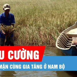 Podcast bản tin tối 28-2: Triều cường và nước mặn cùng gia tăng ở Nam bộ