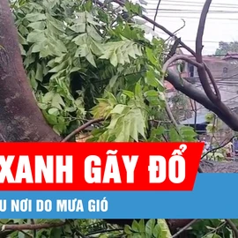 Podcast bản tin trưa 10-5: Cây xanh gãy đổ, ngập nhiều nơi do mưa gió