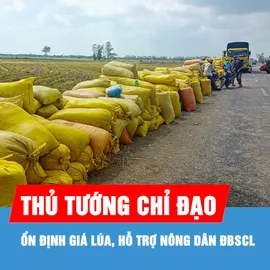 Podcast bản tin trưa 9-9: Thủ tướng chỉ đạo ổn định giá lúa, hỗ trợ nông dân ĐBSCL