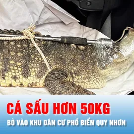 Podcast bản tin trưa 23-10: Cá sấu hơn 50kg bò vào khu dân cư phố biển Quy Nhơn