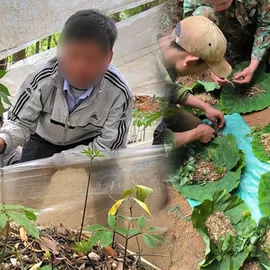 Podcast bản tin tối 8-6: Kon Tum chỉ đạo làm rõ quy trình cấp mã số vùng trồng Sâm Ngọc Linh “bất thường”