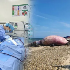 Podcast bản tin tối 3-8: Bé trai truỵ tim mạch, thoát cửa tử sau 14 ngày; Phát hiện xác cá ông dài 11m, nặng 8 tấn