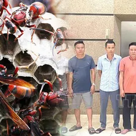 Podcast bản tin ANTT 8-9: Liên tiếp bị ong vò vẽ tấn công, hai người tử vong; Khởi tố 10 đối tượng liên quan đưa, nhận, môi giới hối lộ