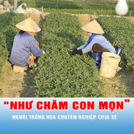 Podcast tin tối 25-11: Người trồng hoa tết phải ở ngay tại ruộng để “cảm nhận thời tiết như hoa”