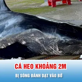 Podcast 17 giờ 14-11: Người dân chăm sóc cá heo bị sóng đánh dạt vào bờ 