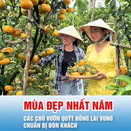 Podcast bản tin 17 giờ 19-12: Quýt hồng Lai Vung vào mùa đẹp nhất năm, các chủ vườn chuẩn bị đón khách